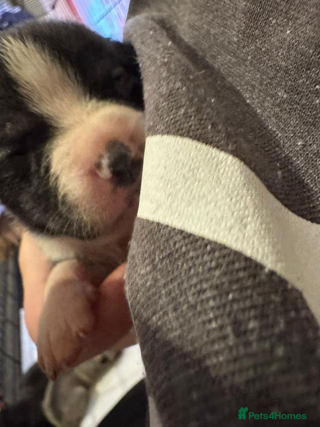 Mixed Breed dogs for sale: Staffordshire terrier puppies  - Image 3