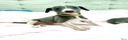 Whippet dogs for sale: Whippet puppies  - Advert 27