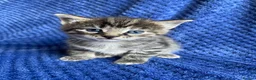 Maine Coon cats for sale: Maine coon kittens  - Advert 23