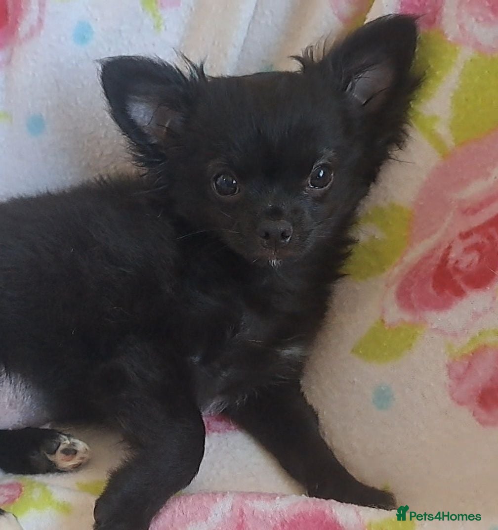 Chihuahua dogs Meet "Ernesto" last long coat chihuahua puppy - Advert 2