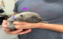 Mixed Breed dogs for sale: staffy x cane corso  - Image 3