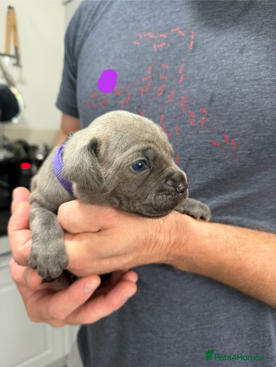Mixed Breed dogs for sale: staffy x cane corso  - Image 3