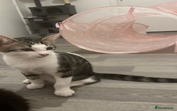 British Shorthair cats for sale: Beautiful boy kitten!!🩵 - Image 7