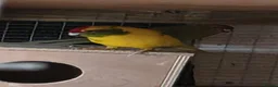 Parakeets birds for sale: 2 pairs of kakarikis and 1 pair of black rosellas - Advert 6