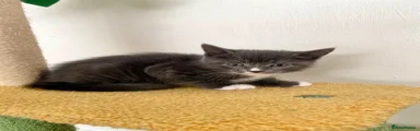 Mixed Breed Kitten 1