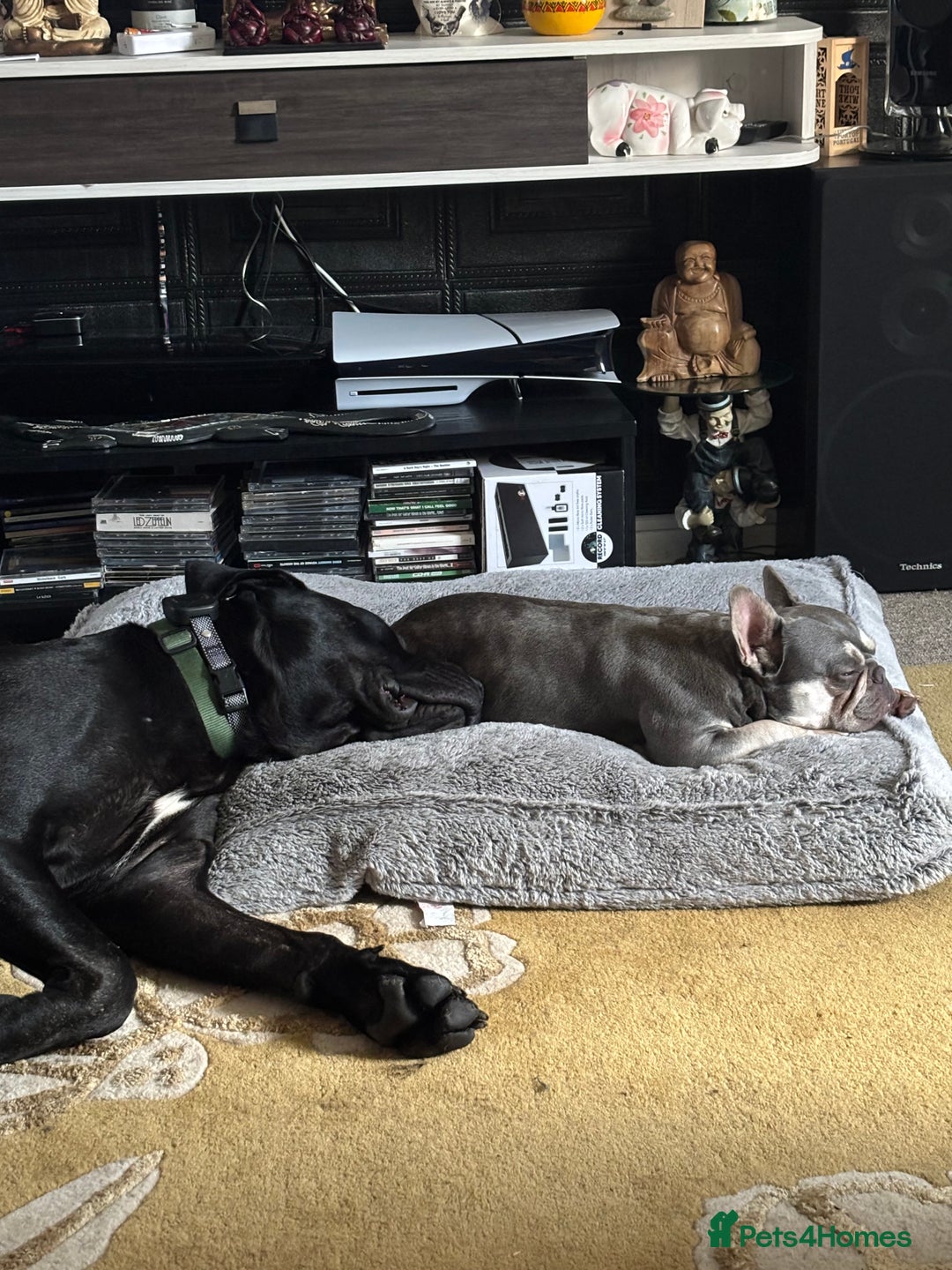 Cane Corso dogs for sale: Cane Corso  - Image 2