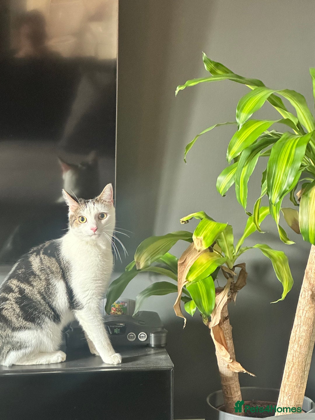 Domestic Shorthair cats for sale: 2 Beautiful Indoor Cats (Potential outdoors to) - Image 5