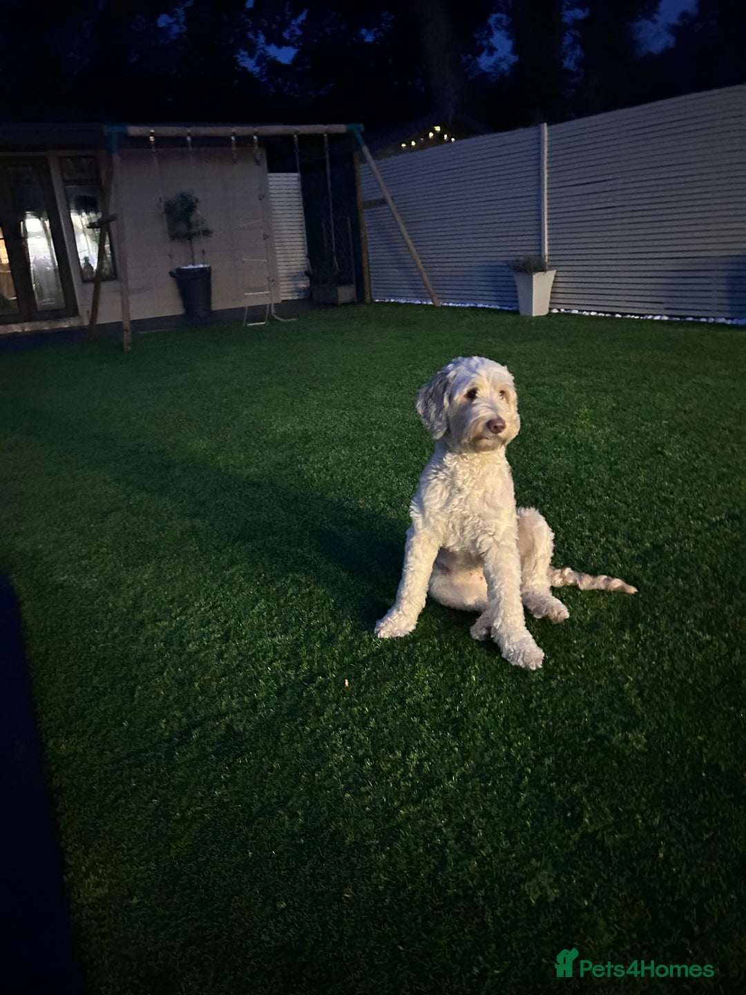 Cockapoo dogs for sale: 5 year old cockapoo girl  - Image 8