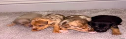 Jack Russell dogs for sale: Rainbow litter of Miniature Jack Russel Pups  - Advert 6