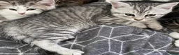 Mixed Breed cats for sale: Beautiful kittens ready now  - Advert 6