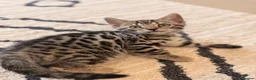 Bengal cats for sale: 🌟 Stunning Female Bengal Kittens Available! 🌟 - Advert 7