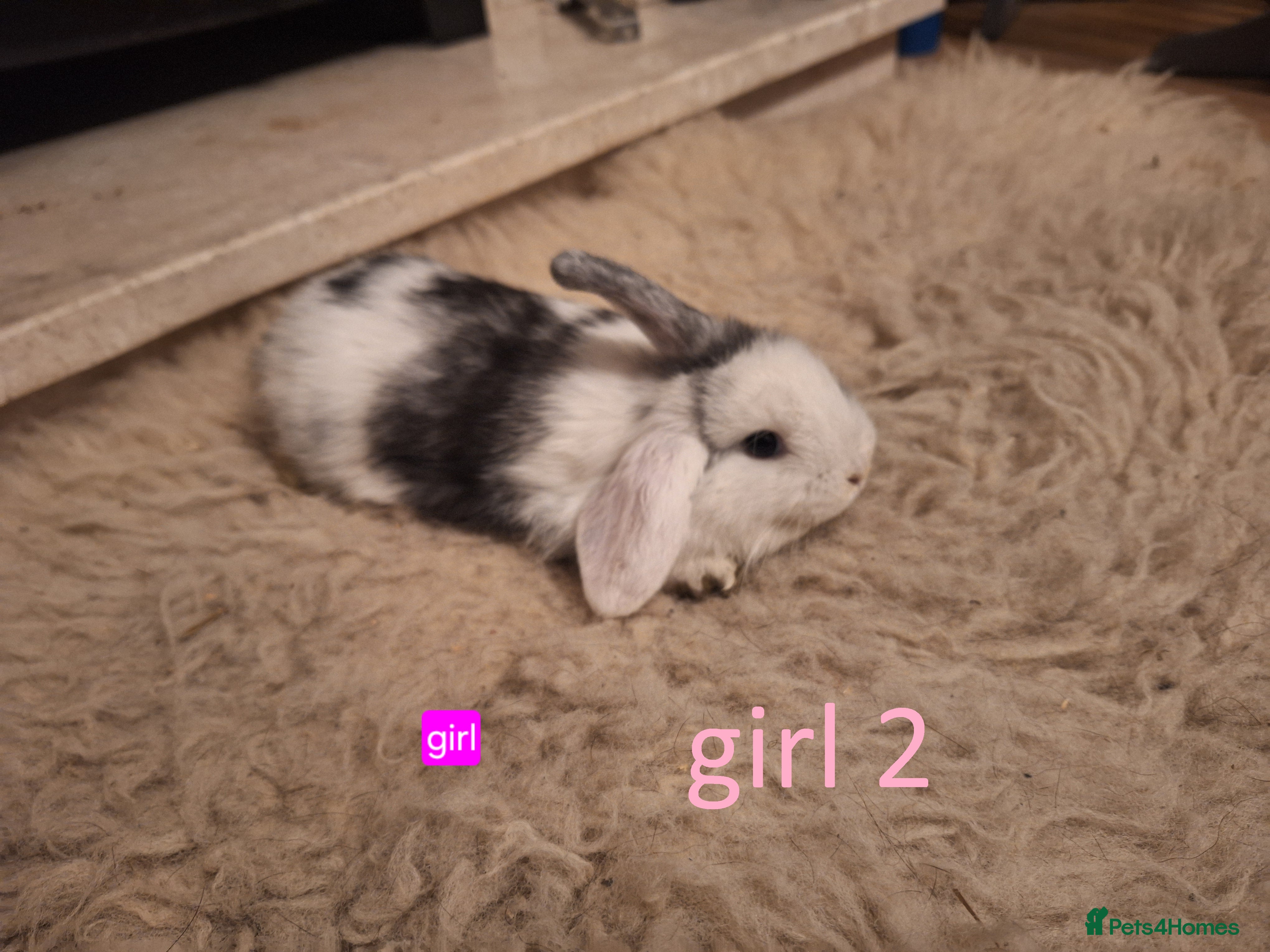 Mixed Breed rabbits 4 Beautiful minilop/lop baby rabbits 1 boy 3 girls - Advert 2
