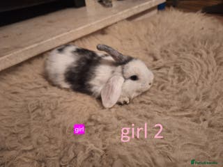 Mixed Breed rabbits 4 Beautiful minilop/lop baby rabbits 1 boy 3 girls - Advert 2