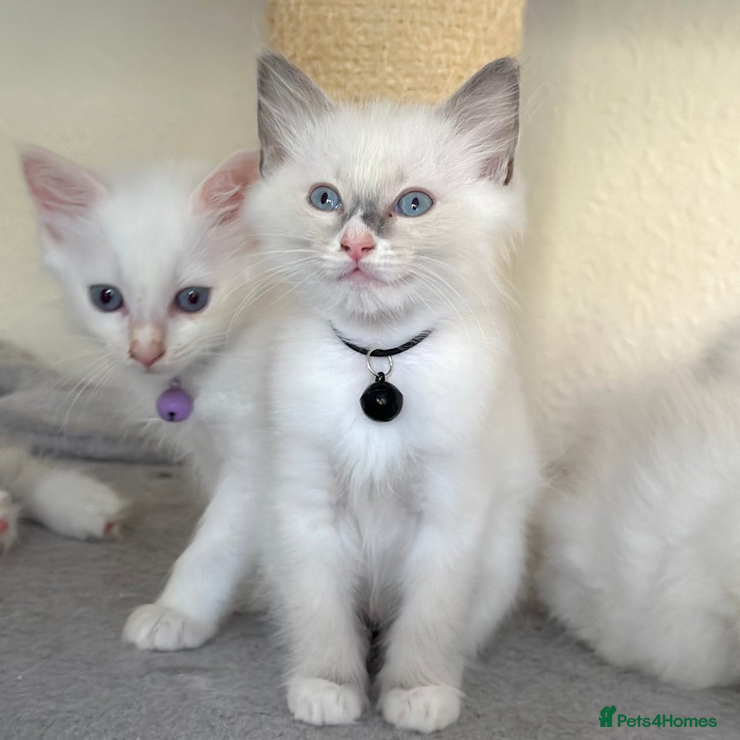 Ragdoll cats for sale: Gentle, Affectionate, Cuddly, Playful Kittens - Image 14