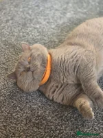 British Shorthair cats - Advert 4