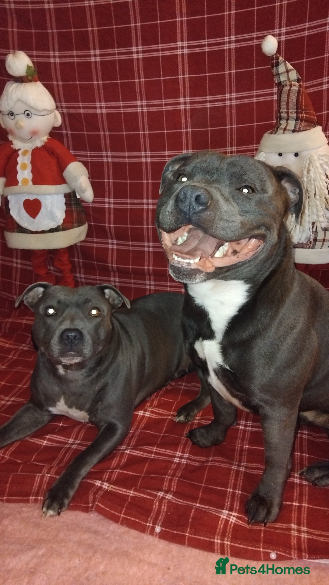 Staffordshire Bull Terrier dogs for sale: Blue Staffordshire Bull Terrier Puppies - Advert 2
