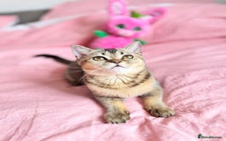 Scottish Fold cats for sale: Pedigree Kitten girl looking for a family  - Image 10