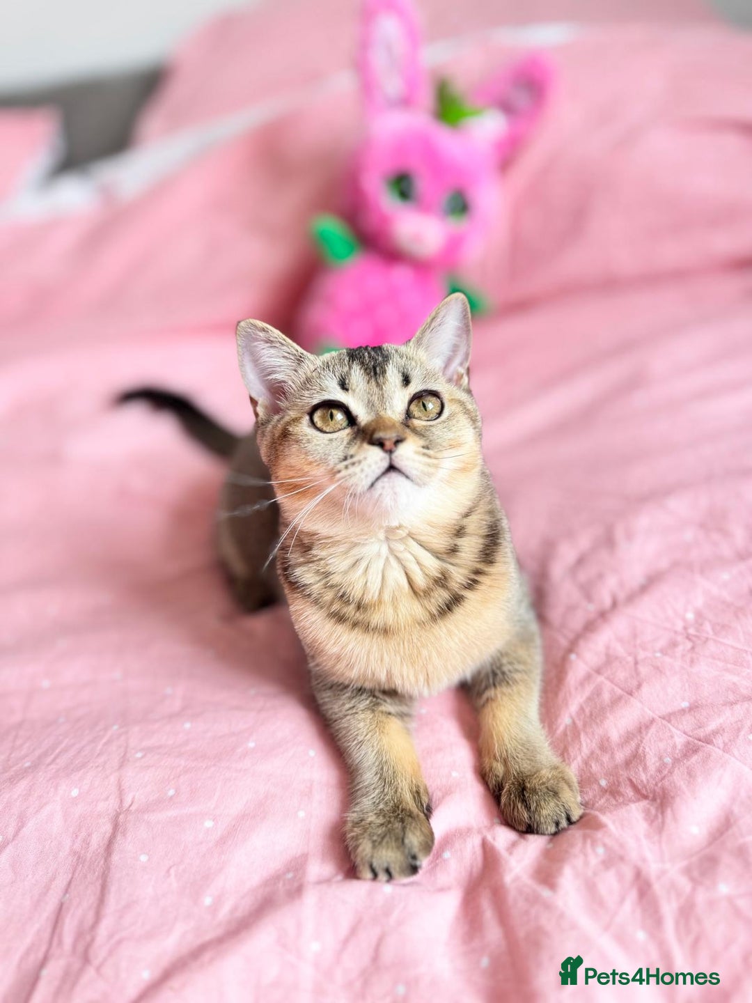 Scottish Fold cats for sale: Pedigree Kitten girl looking for a family  - Image 10