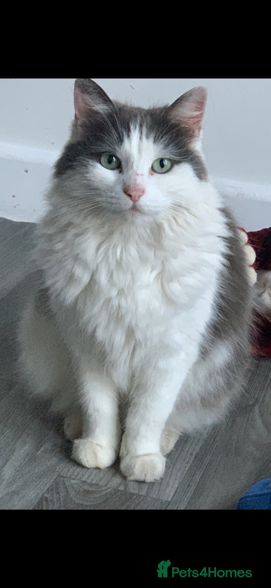 Mixed Breed cats Elderly female looking for quiet life.  - Advert 1