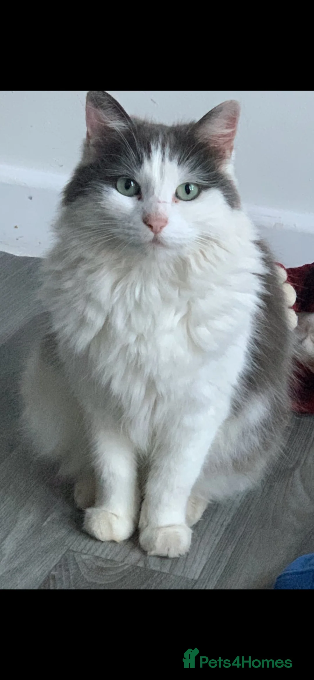 Mixed Breed cats for sale: Elderly female looking for quiet life.  - Advert 1