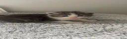 Mixed Breed cats for sale: Beautiful persian cross long hair domestic cat  - Advert 30