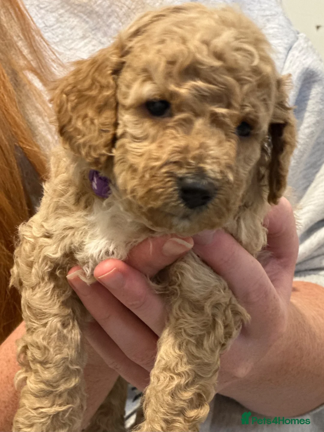 Cavapoo dogs for sale: **Health tested Cavapoo pups** - Advert 9