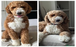 Goldendoodle dogs for sale: Beautiful Rainbow Litter of Goldendoodles - Advert 12