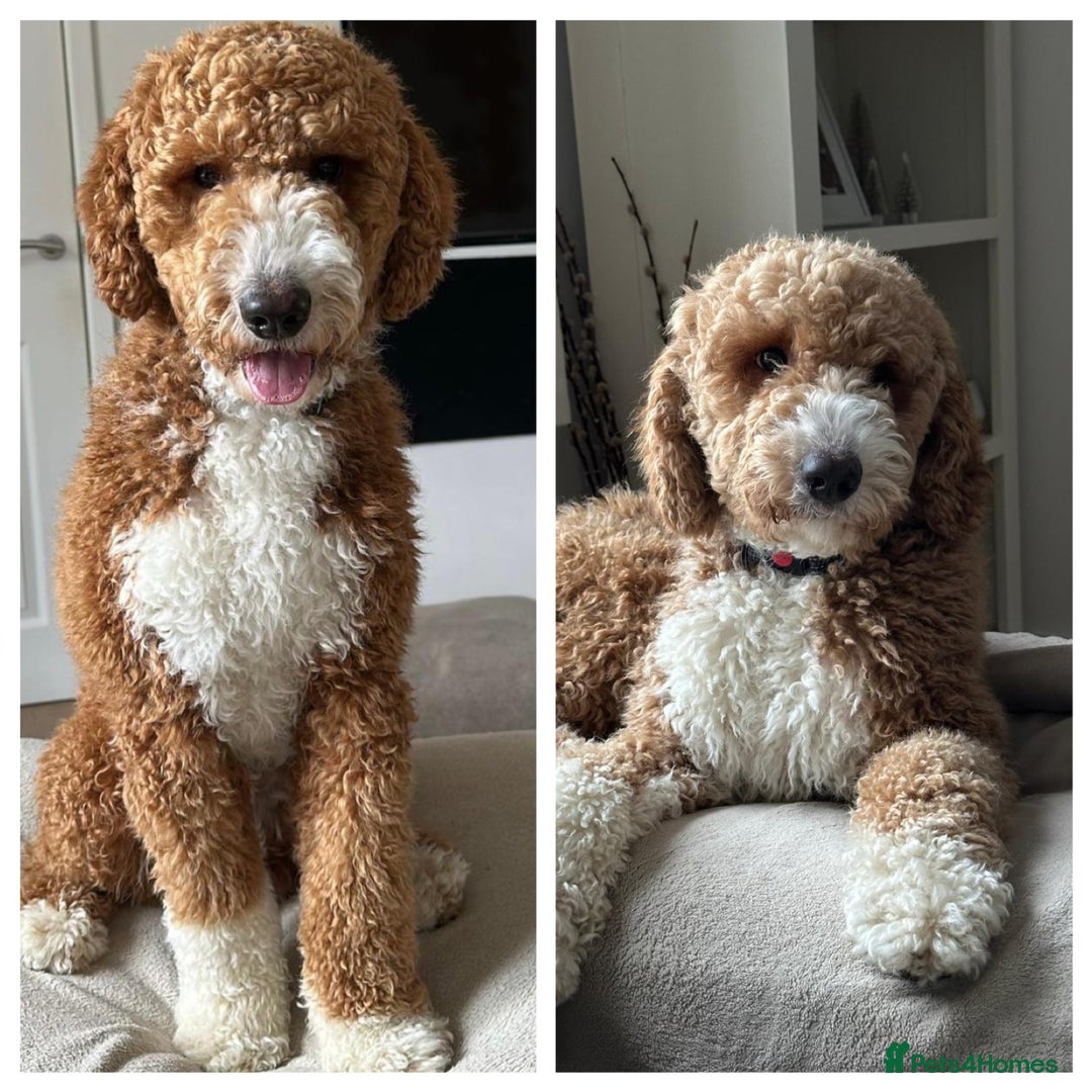 Goldendoodle dogs for sale: Beautiful Rainbow Litter of Goldendoodles - Advert 12