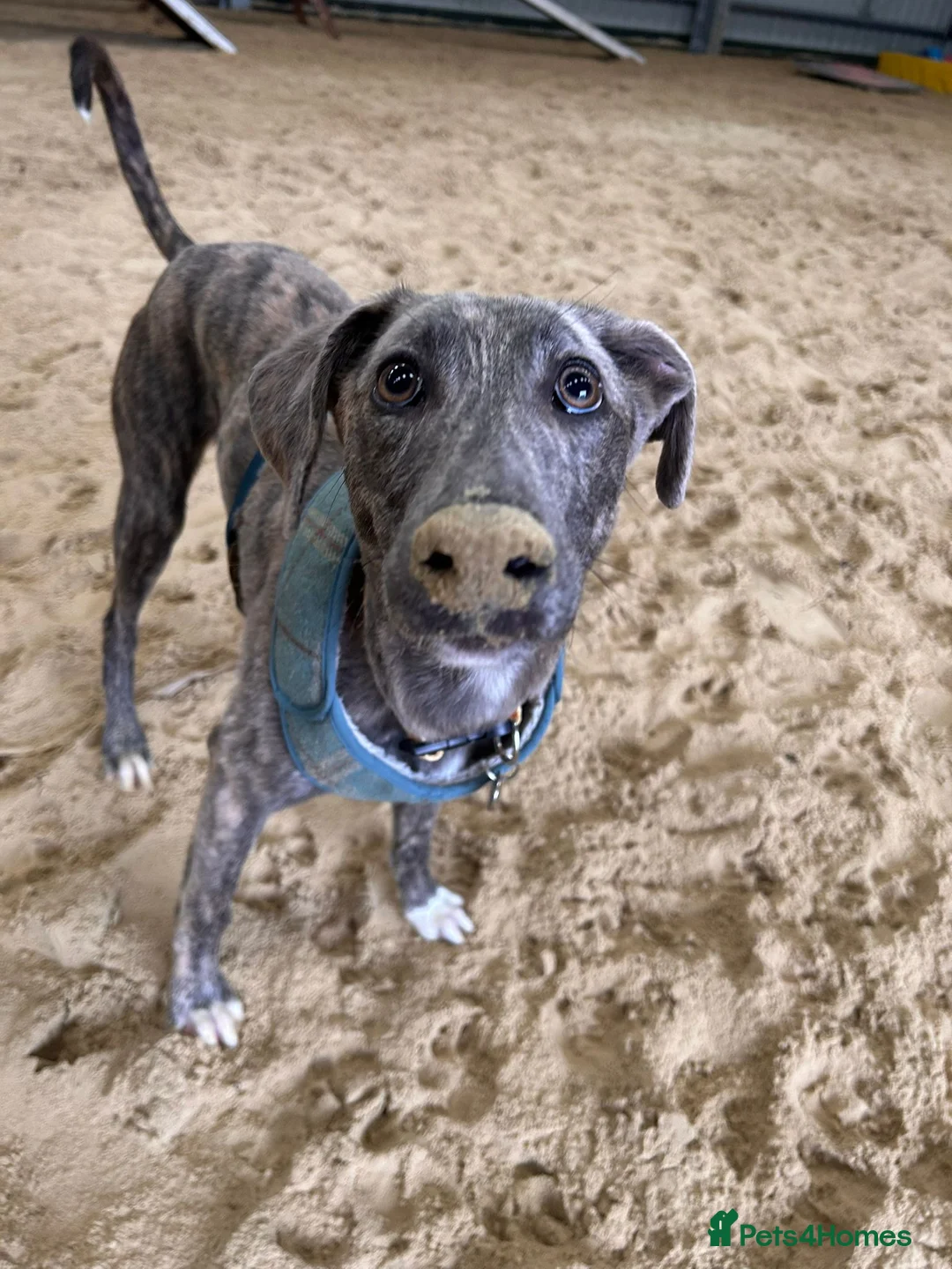 Lurcher dogs for adoption: Puddle - Advert 2