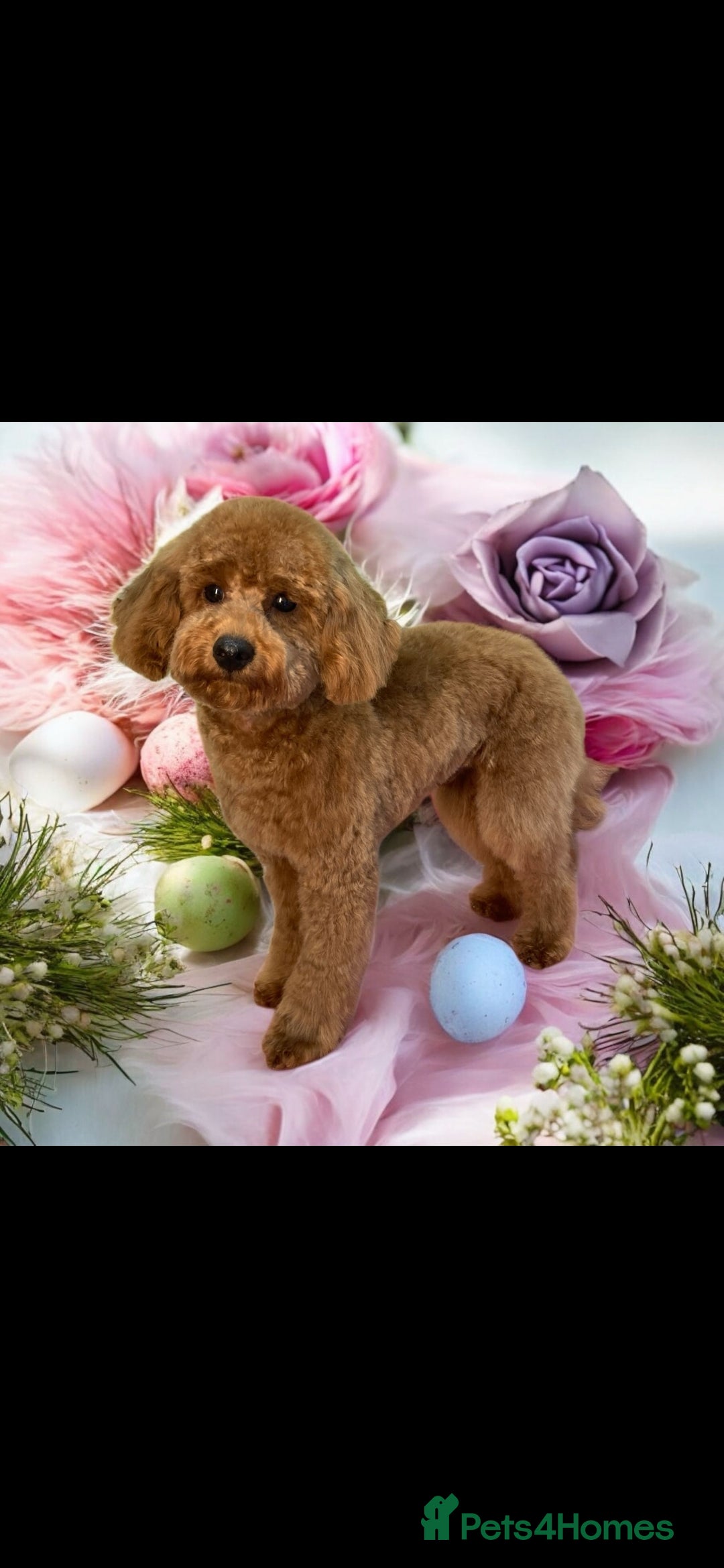 Maltipoo dogs for sale: 1 year old male Maltipoo - Advert 5