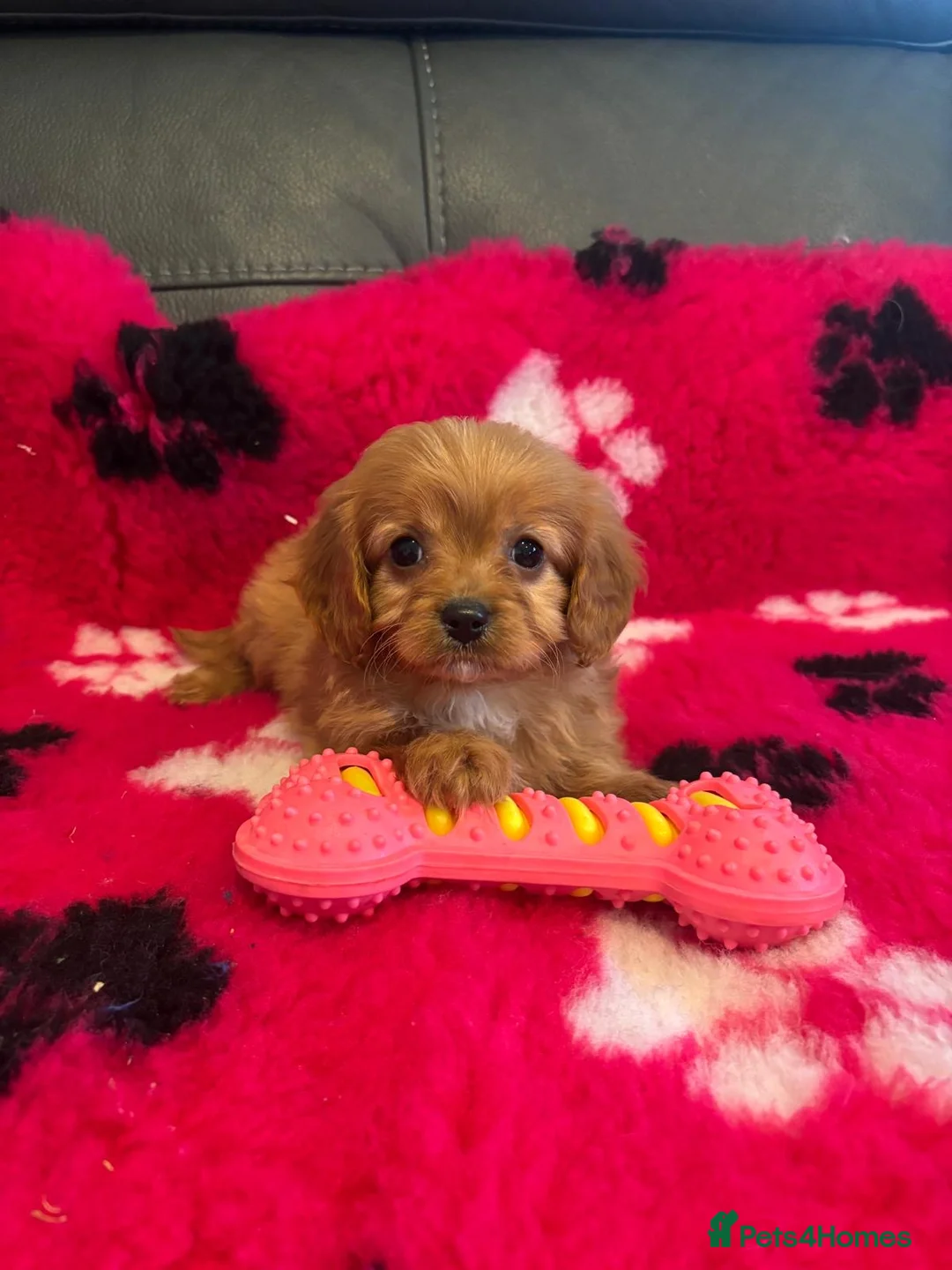 Cavapoo dogs for sale: Beautiful cavapoos  - Advert 1