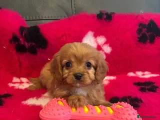 Cavapoo dogs Beautiful cavapoos - Advert 6