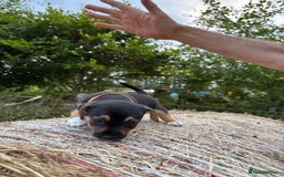 Jack Russell dogs for sale: Miniture Jack Russell - Image 3