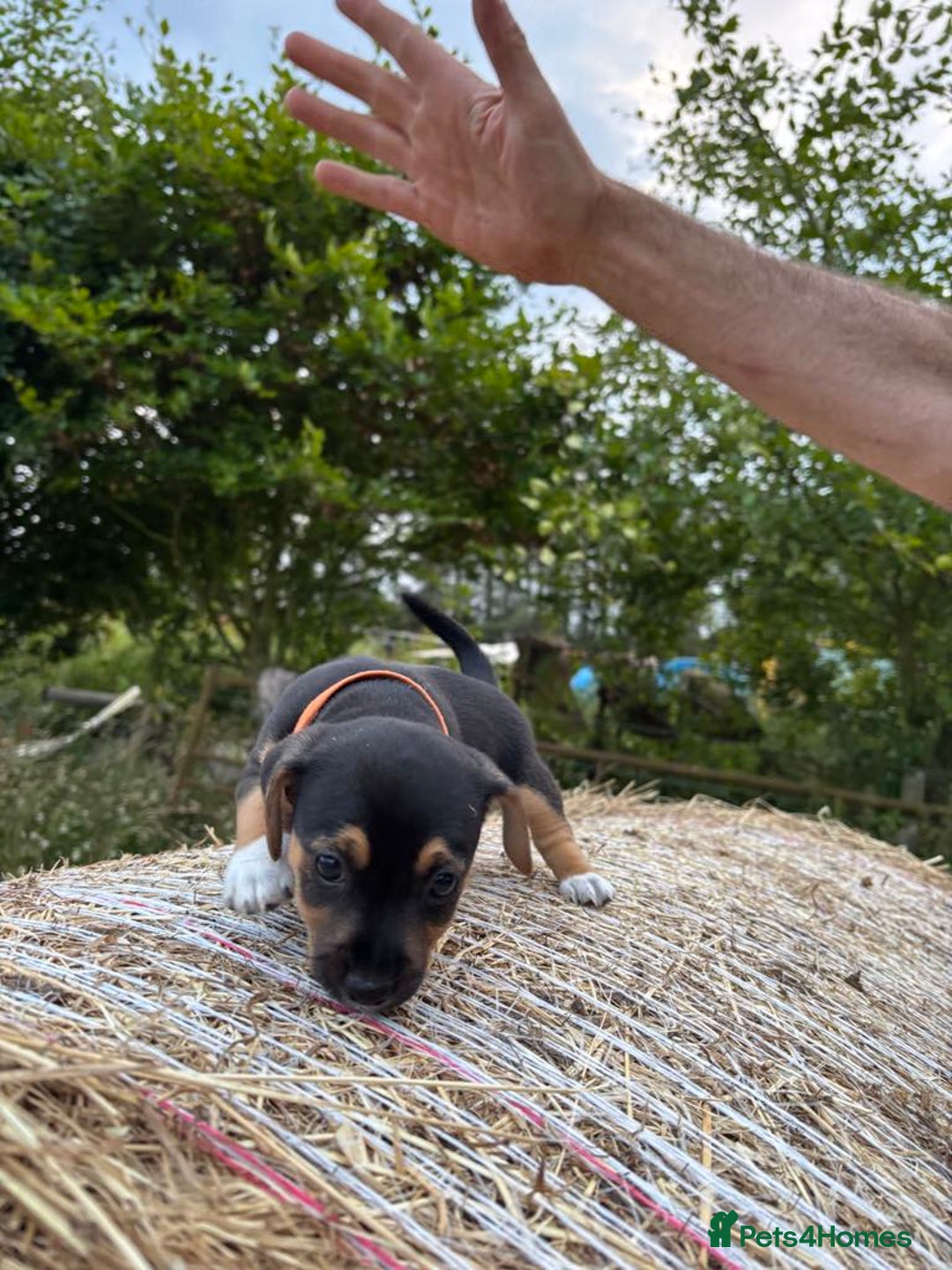 Jack Russell dogs for sale: Miniture Jack Russell - Image 3