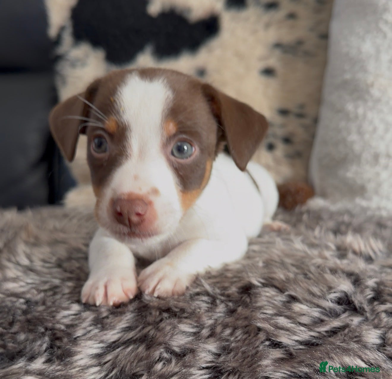 Jack Russell dogs DONJACKS - fully health tested miniature puppies  - Advert 9