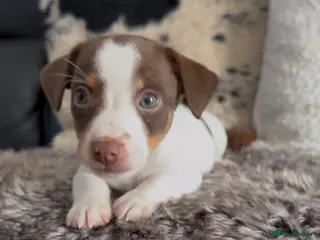 Jack Russell dogs DONJACKS - fully health tested miniature puppies - Advert 9