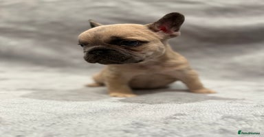 French Bulldog dogs Beautiful French bulldog puppies 💙💙🩷🩷 - Advert 10