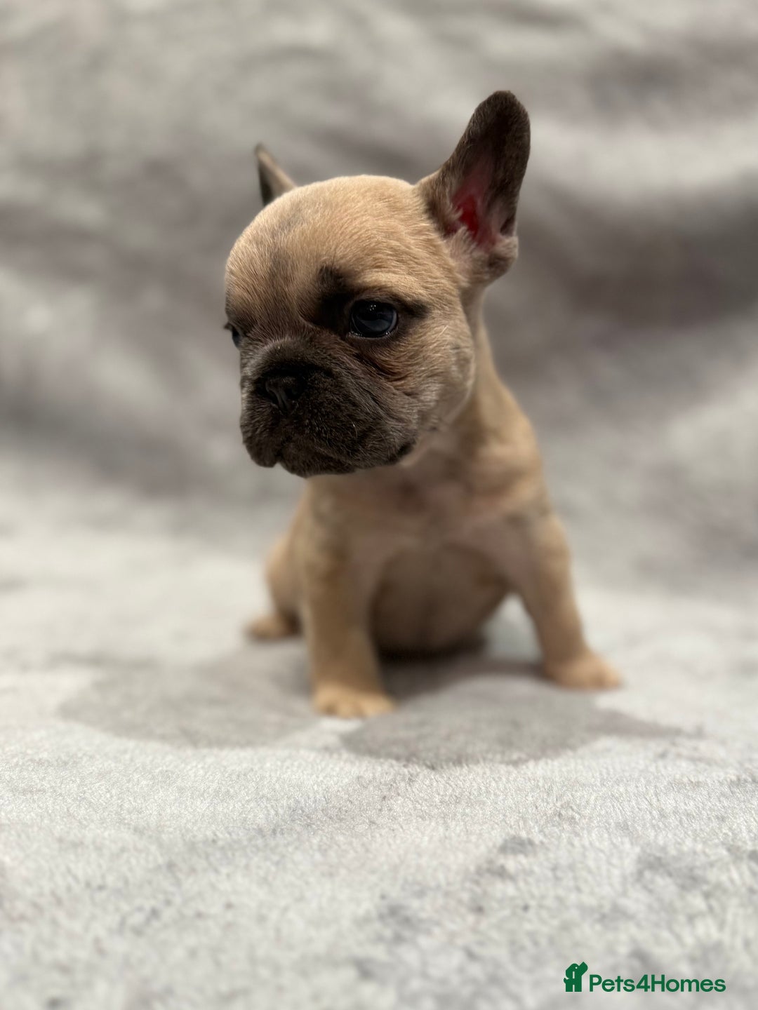 French Bulldog dogs for sale: Beautiful French bulldog puppies 💙💙🩷🩷 - Advert 3