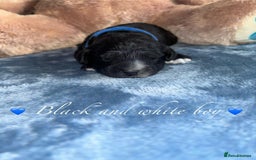 Cavapoo dogs for sale: BEAUTIFUL CAVAPOO PUPPIES HEALTH TESTED PARENTS  - Image 25