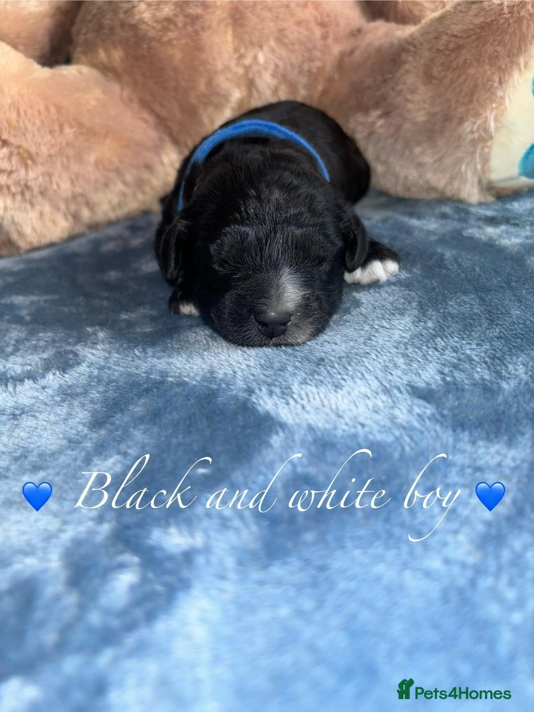 Cavapoo dogs for sale: BEAUTIFUL CAVAPOO PUPPIES HEALTH TESTED PARENTS  - Image 25