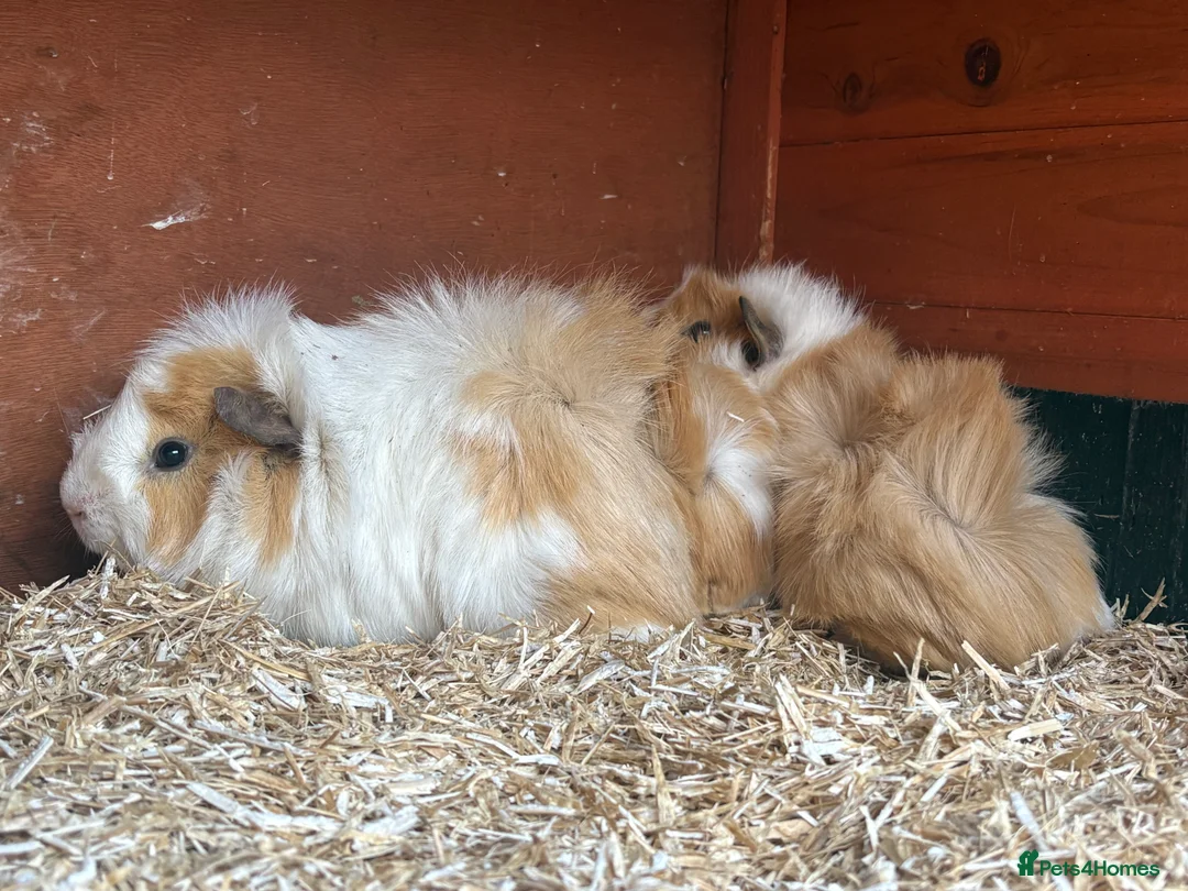 Guinea Pig rodents for sale: Male guinea pigs looking for new homes - Advert 3