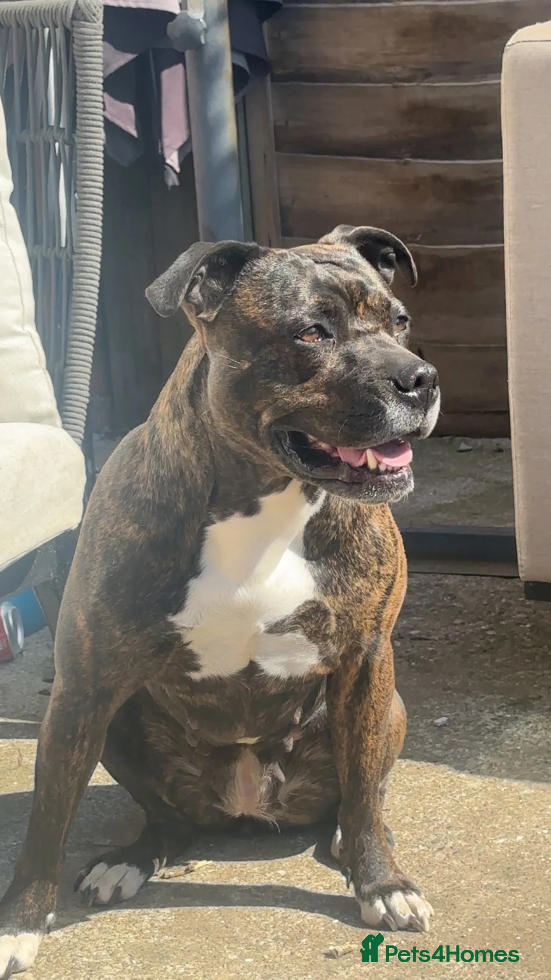 Mixed Breed dogs for sale: Pocket bully x Staffie pups  in Harrogate - Advert 2