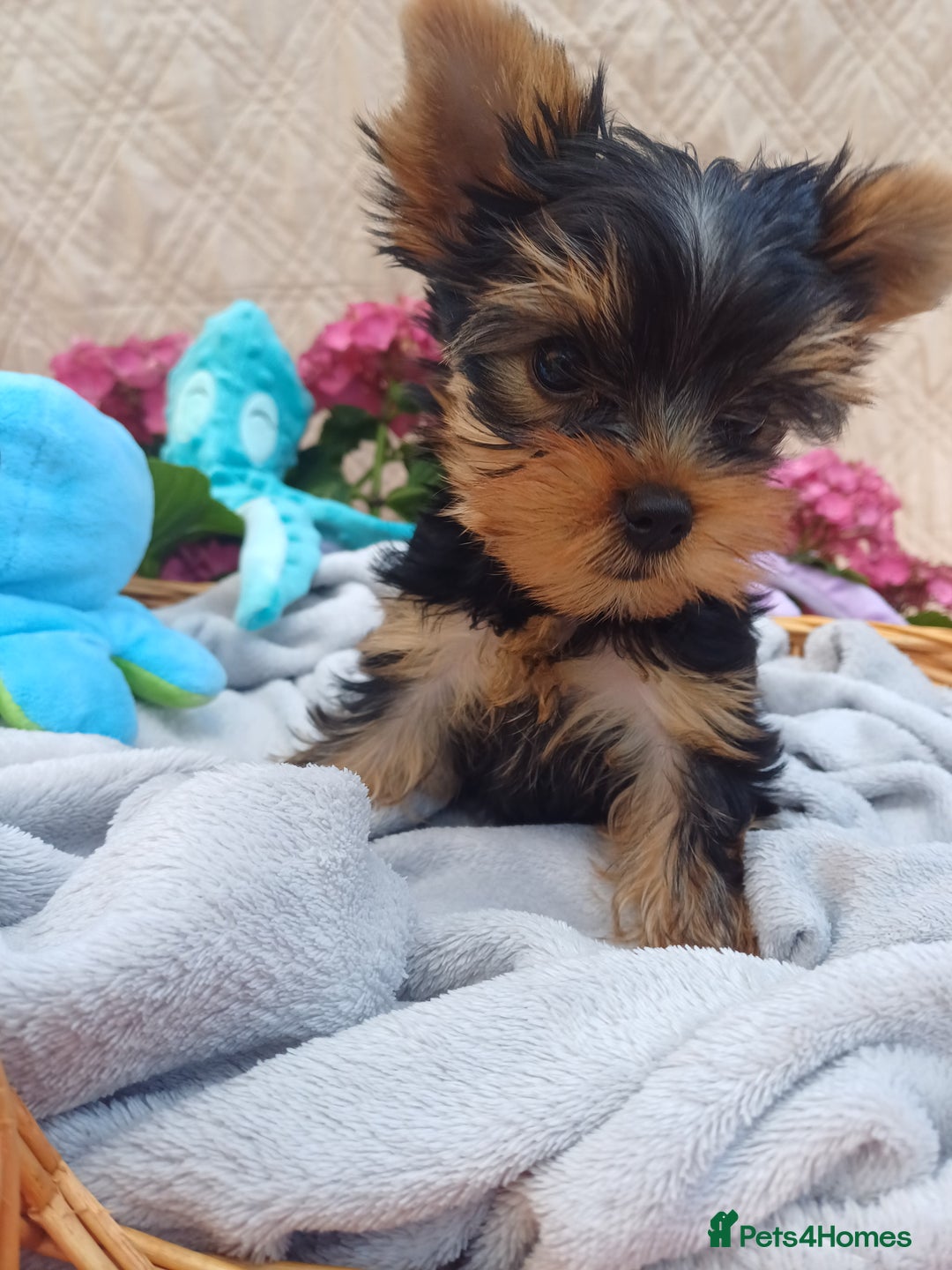 Yorkshire Terrier dogs for sale: Piece of Happiness!!! - Image 8