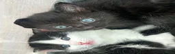 Mixed Breed cats for sale: Fluffy mixed breed kittens in Bolton - Advert 8