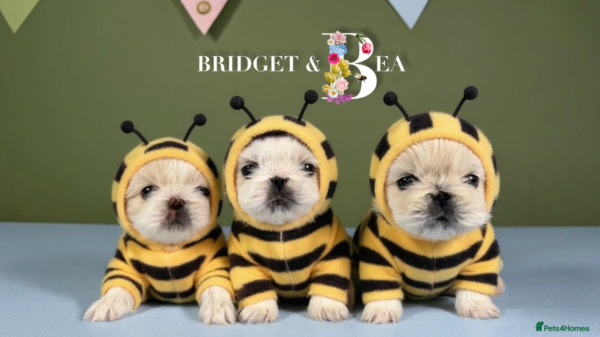 Pekingese dogs 💙ONLY 1 CREAM BOY LEFT💙 - Advert 1