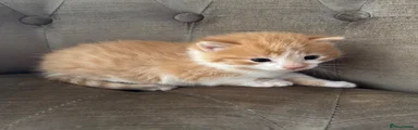 Mixed Breed Kitten 2 mostly ginger/white male 