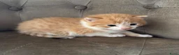 Mixed Breed cats for sale: Kittens 2girls 2boys left ginger/white ready today - Advert 9