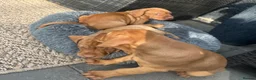 Hungarian Vizsla dogs for sale: Gunfield duel purpose - Exceptional Show & Working - Advert 17