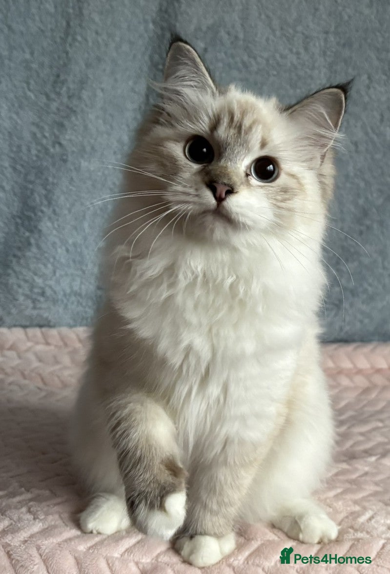 Siberian cats ✨ Gorgeous Neva Masquerade Kittens for Sale ✨ - Advert 1