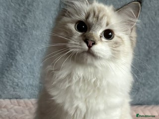 Siberian cats ✨ Gorgeous Neva Masquerade Kittens for Sale ✨ - Advert 1